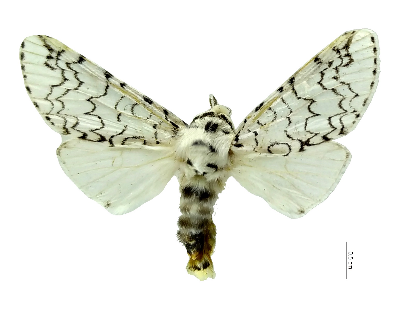 Tecmessa rarata (Walker, 1865) 