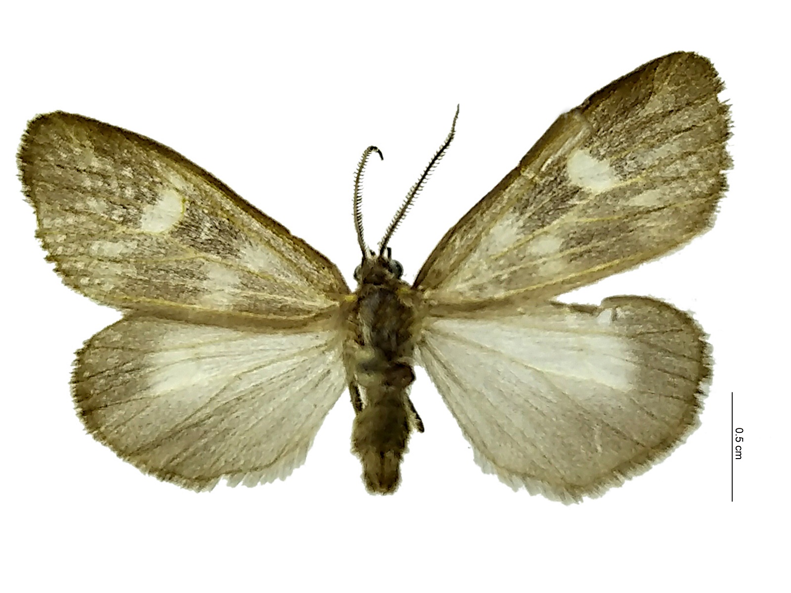 Polypoetes pallinervis (Felder, 1875) 