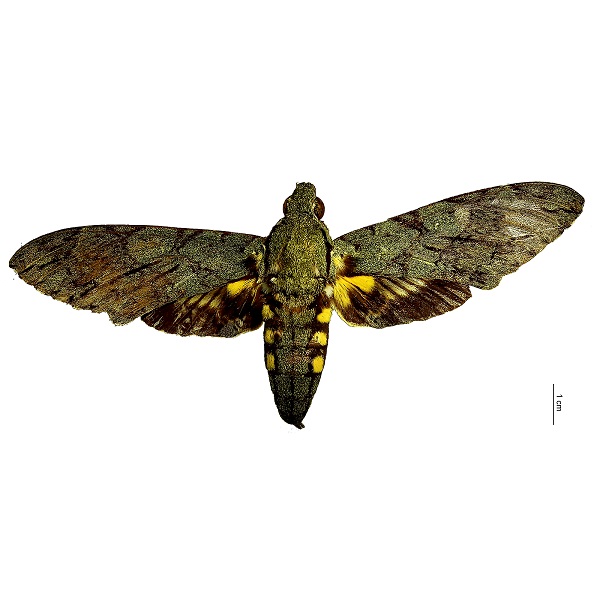 Sphingidae