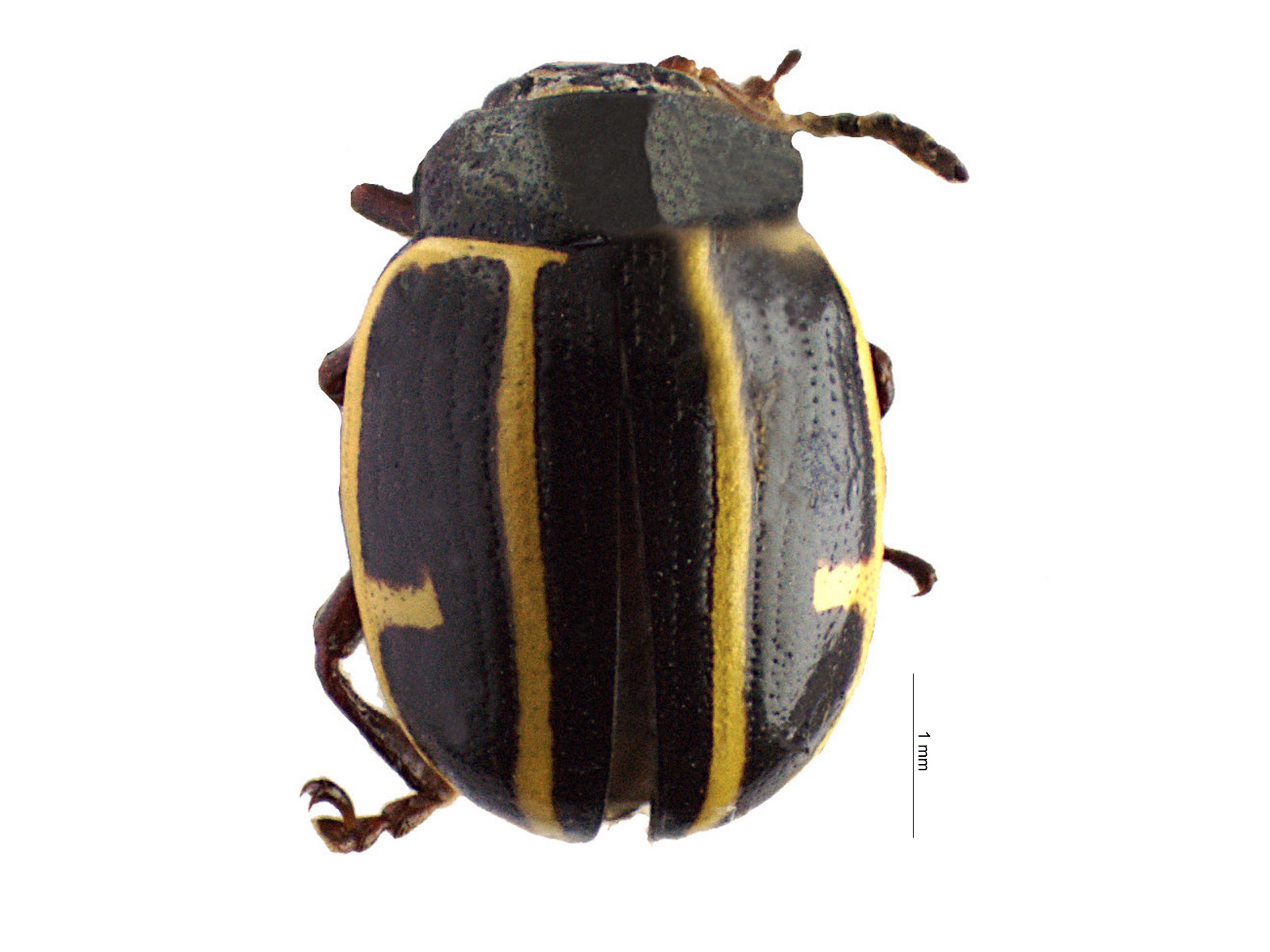 Cosmogramma sp. 