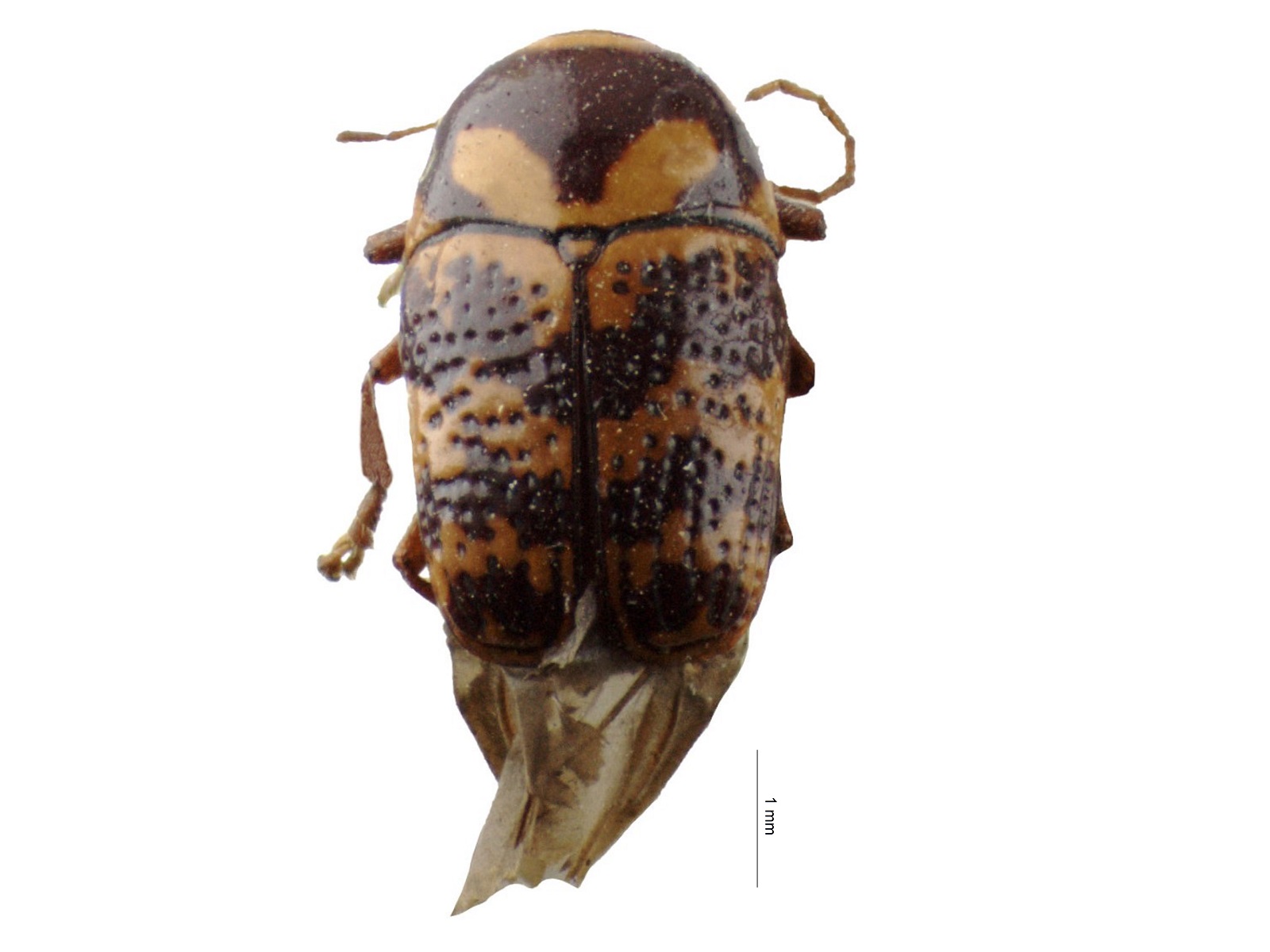 Cryptocephalus spp. 