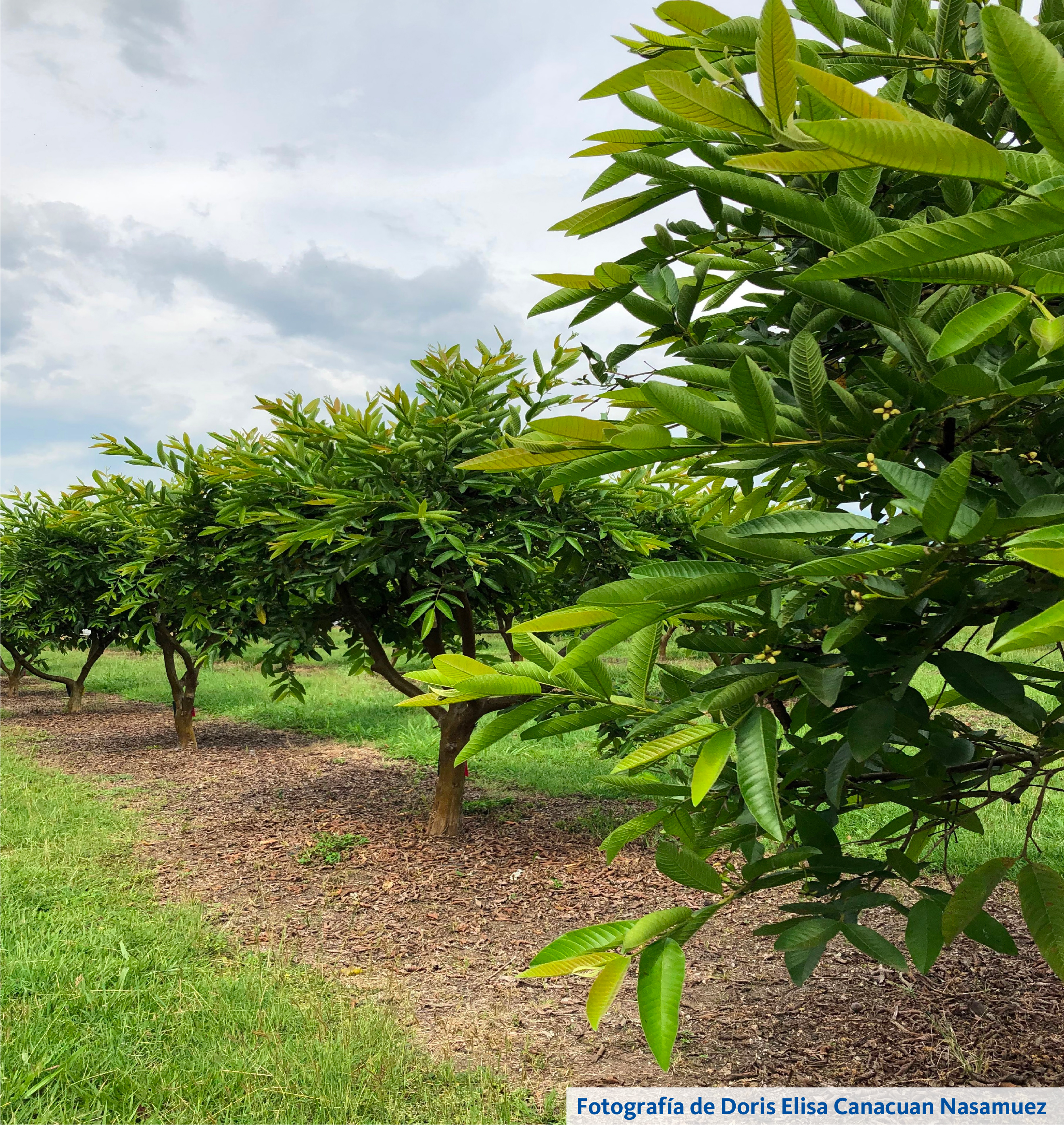 Recomendaciones de esquema de manejo del enrollador de las hojas en plantaciones comerciales de guayaba.