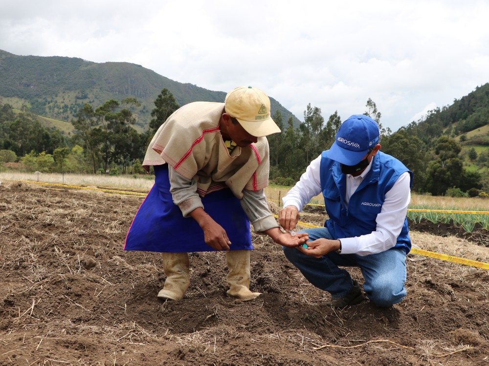 SGR Cauca Quinua3 AGROSAVIA