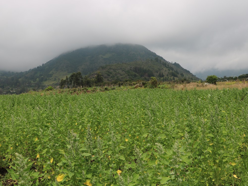 SGR Cauca Quinua2 AGROSAVIA