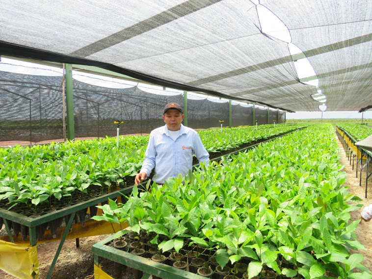 Vivero Marañon.1