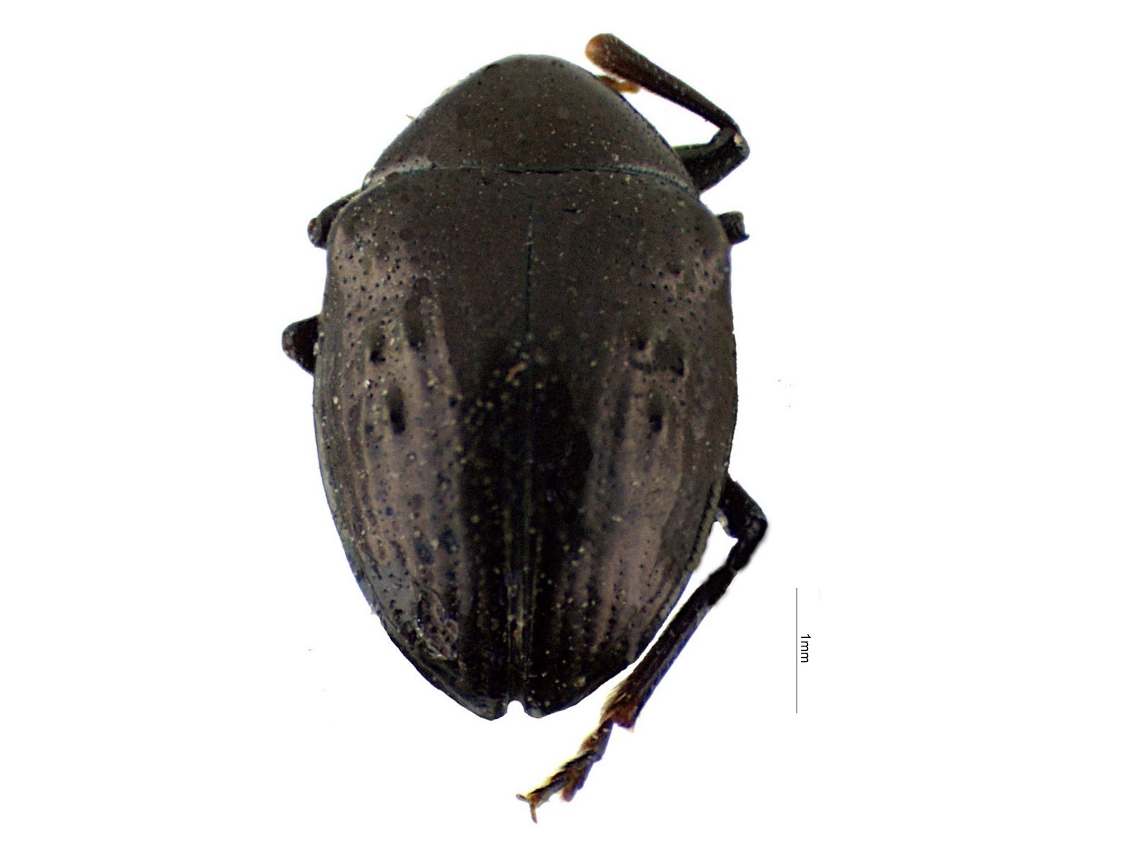 Nodonota spp. 