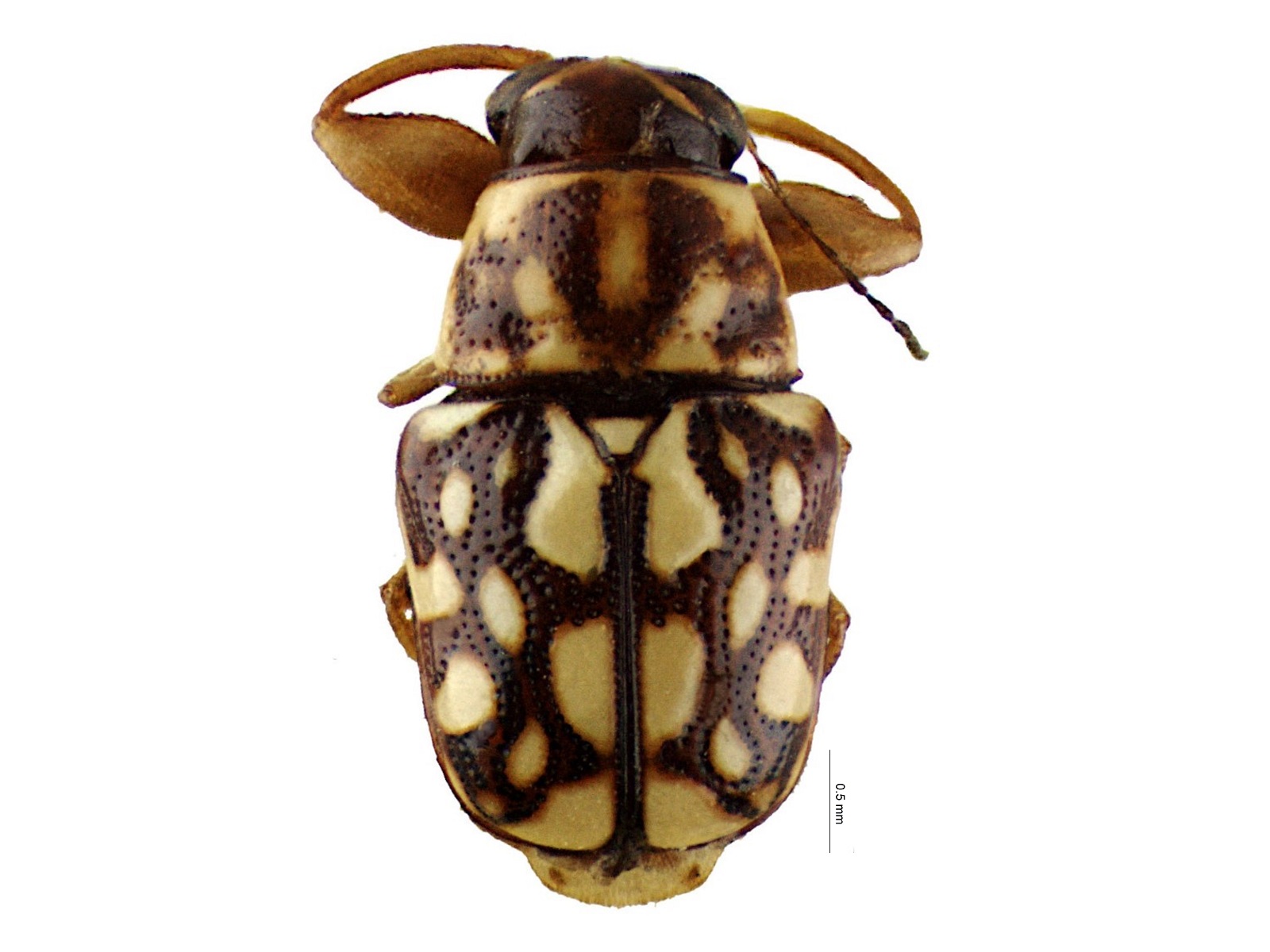 Pachybrachis reticulatus (Fabricius, 1787) 