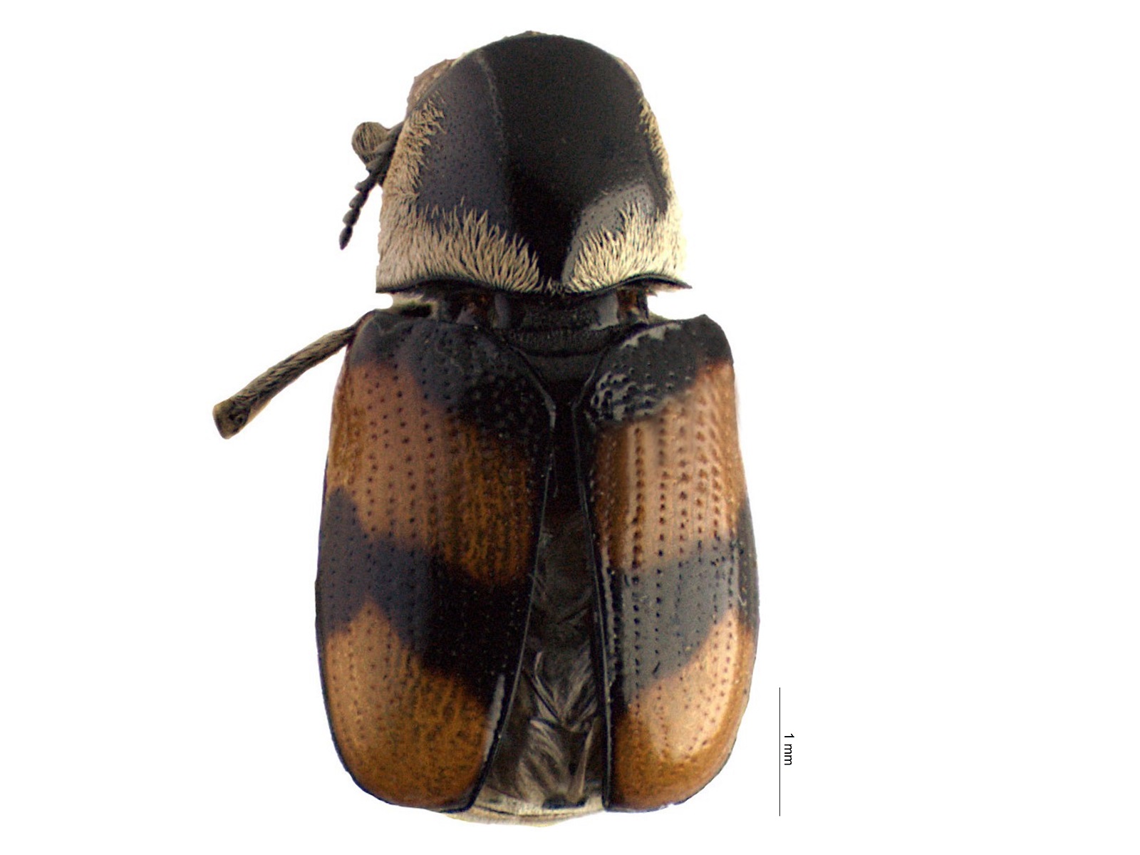 Euryscopa cingulata (Latreille, 1811) 