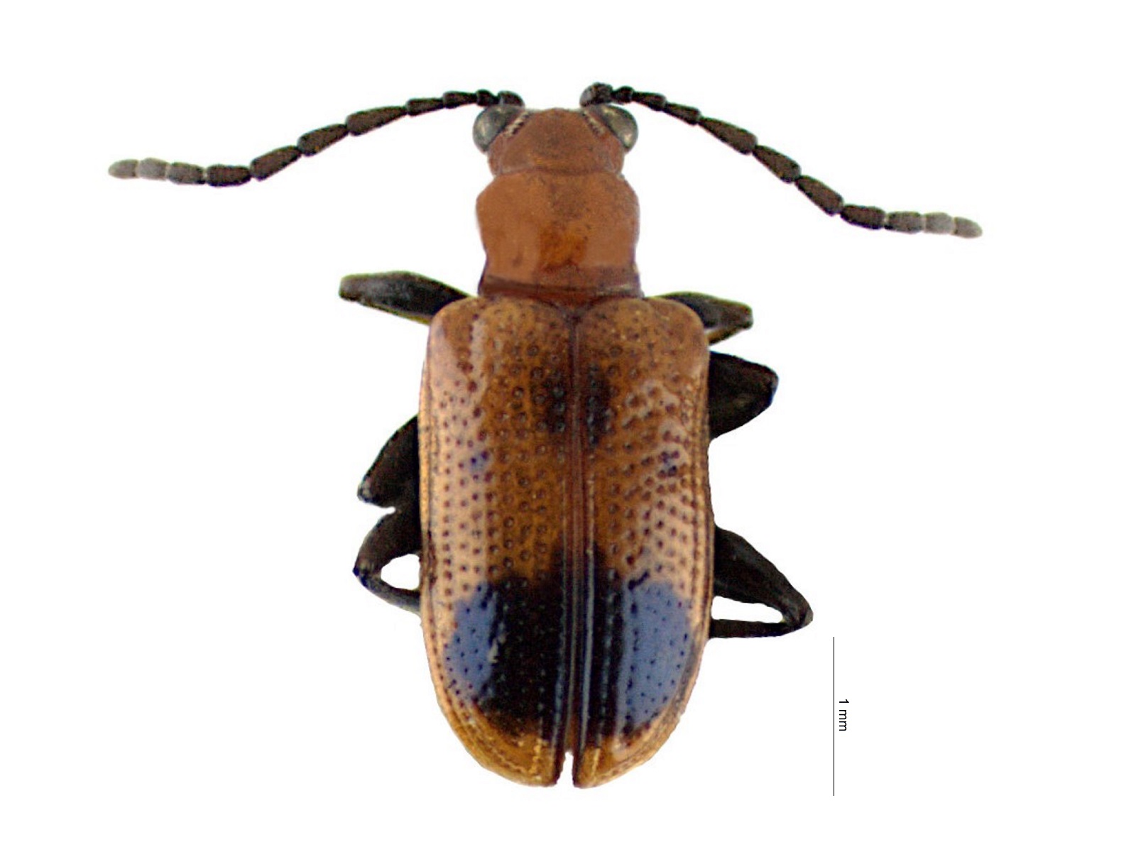 Lema spp. 