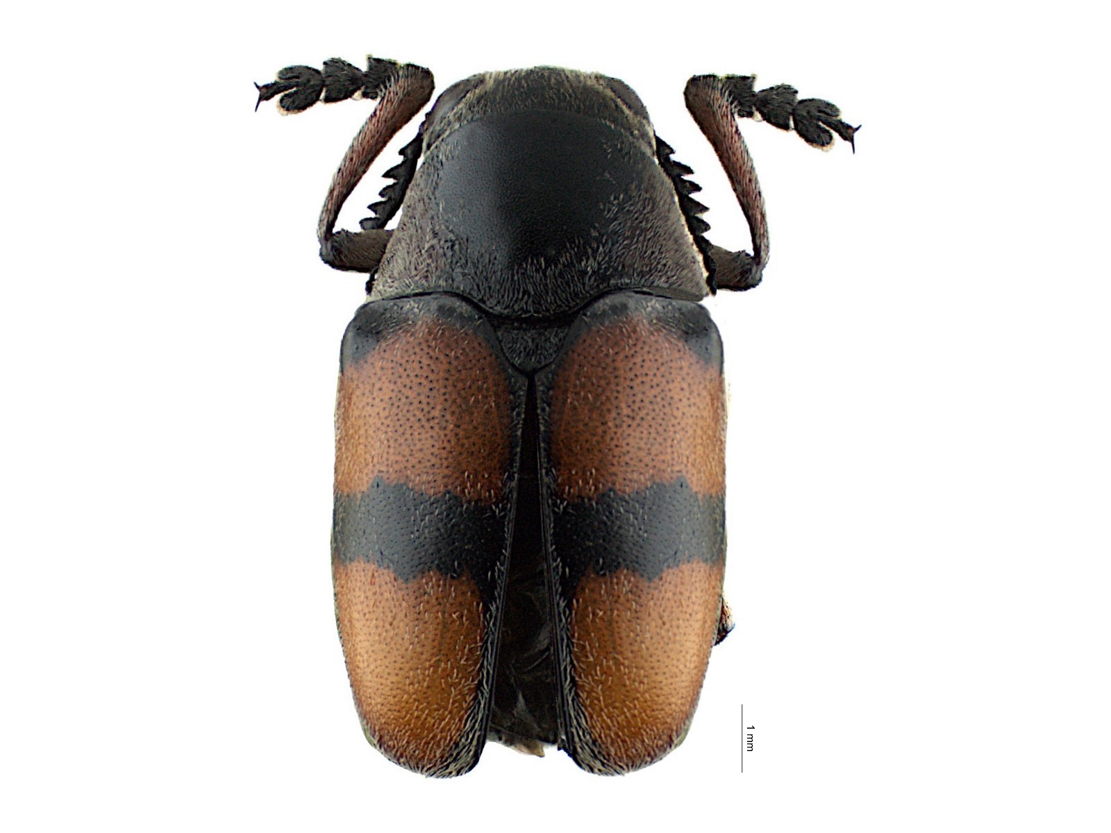 Megalostomis anachoreta Lacordaire, 1848 