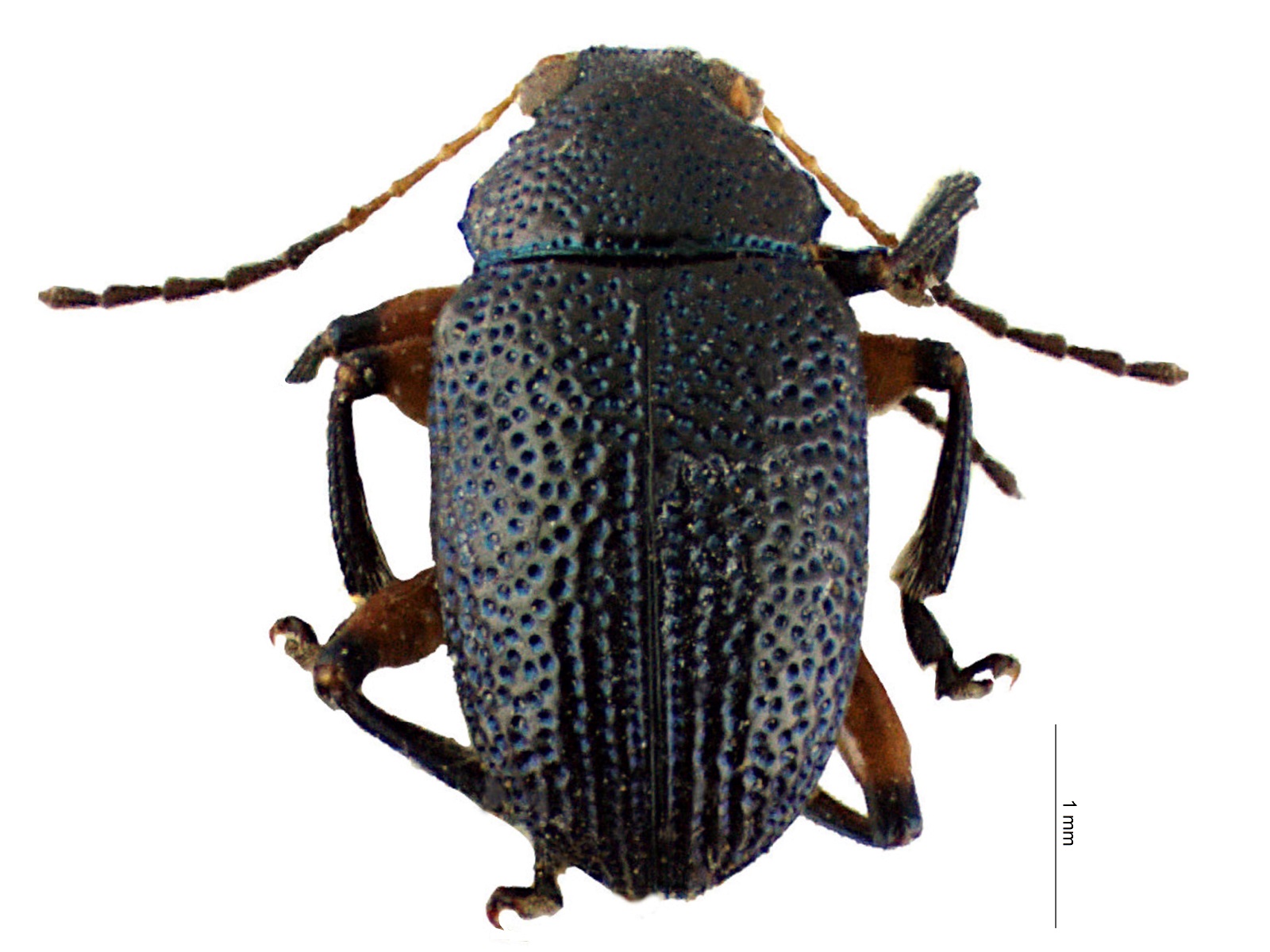 Nodocolaspis femoralis (Lefèvre, 1878) 