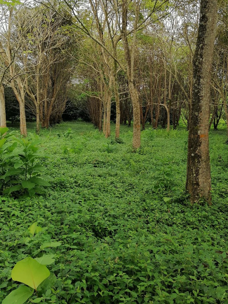 Forestales 02 AGROSAVIA