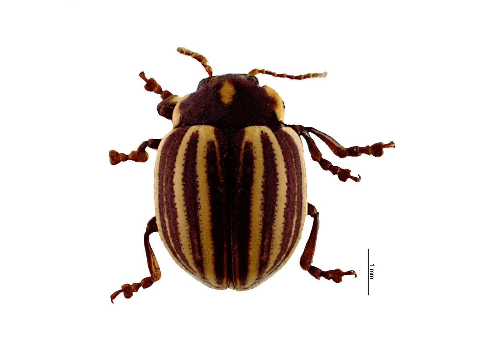 Stichotaenia ligata (Stål, 1858) 