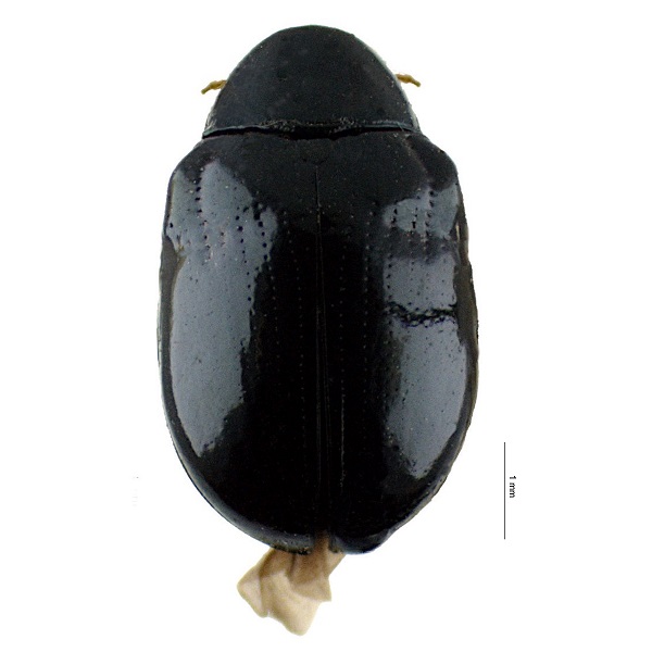 <p><em>Typophorus</em></p>