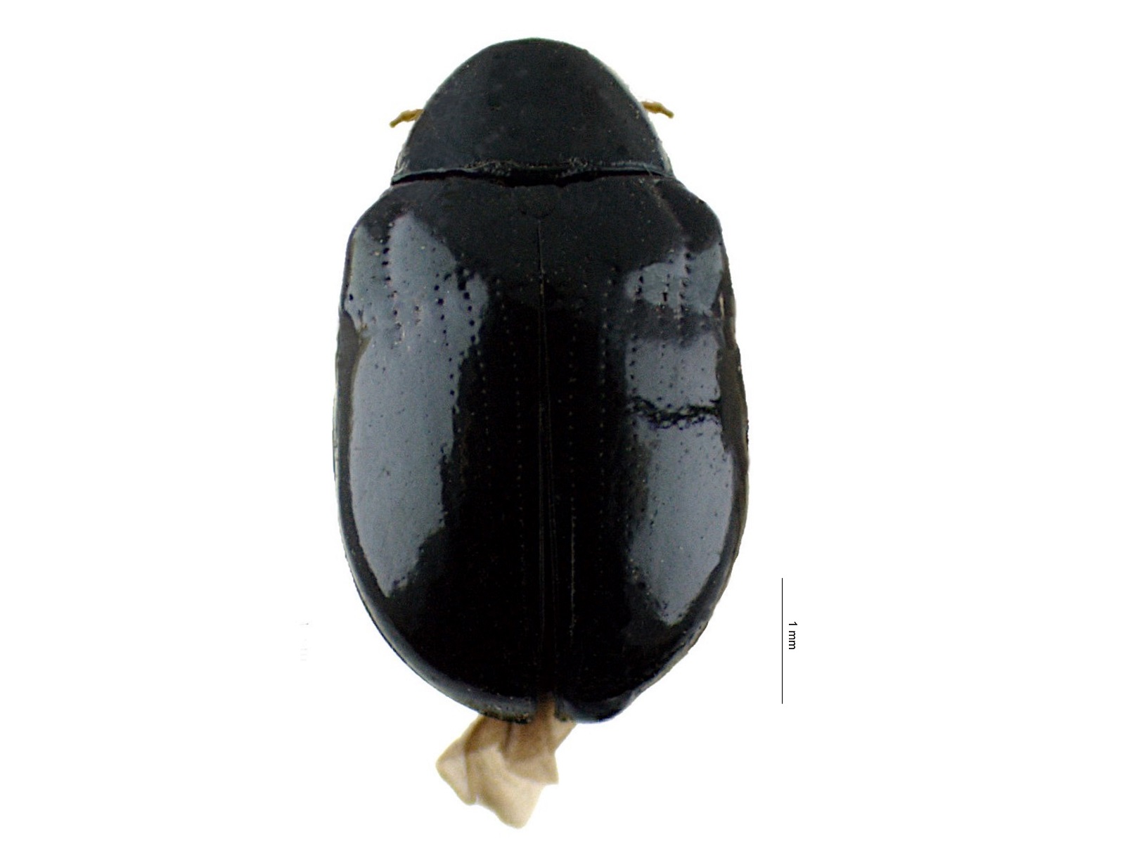 Typophorus nigritus (Fabricius, 1801)