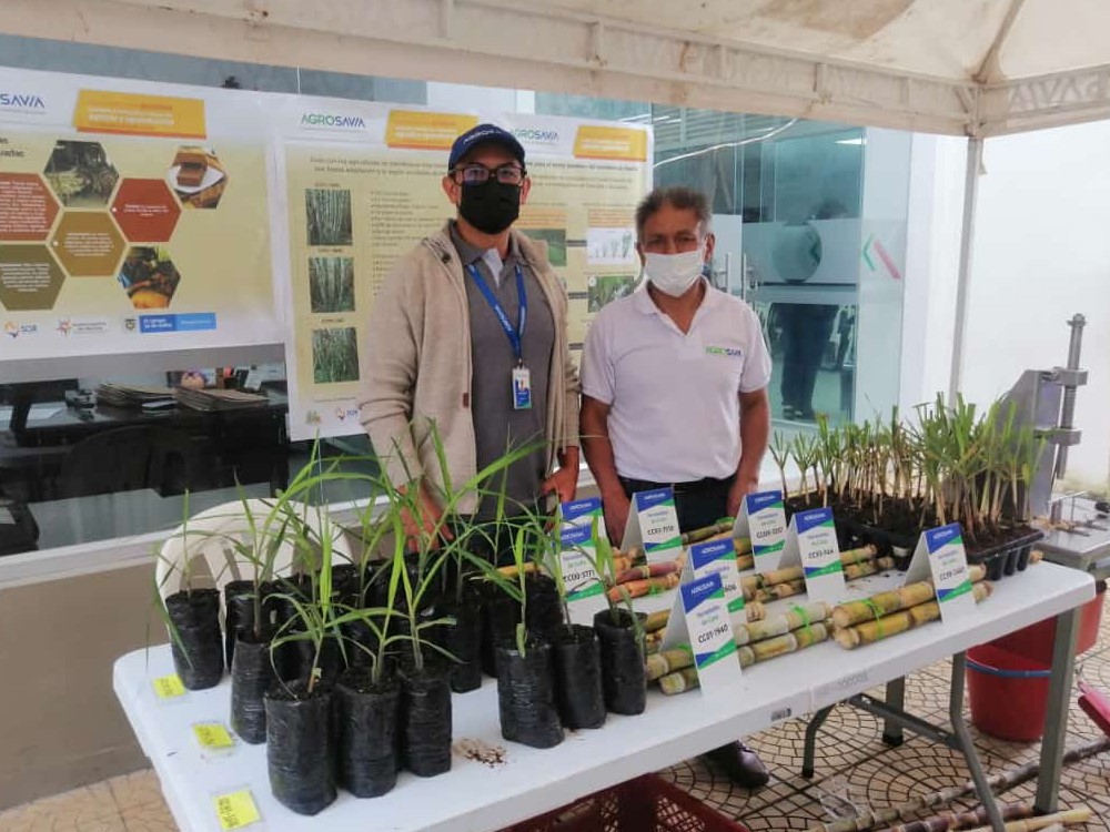 Fortaleciendo El Sector Panelero En Nariño De La Mano De Los Productores7 AGROSAVIA