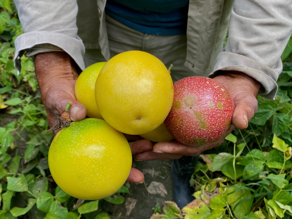Conozca sobre los avances de investigación e innovación en el cultivo de maracuyá en Colombia