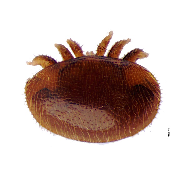 Varroa 616