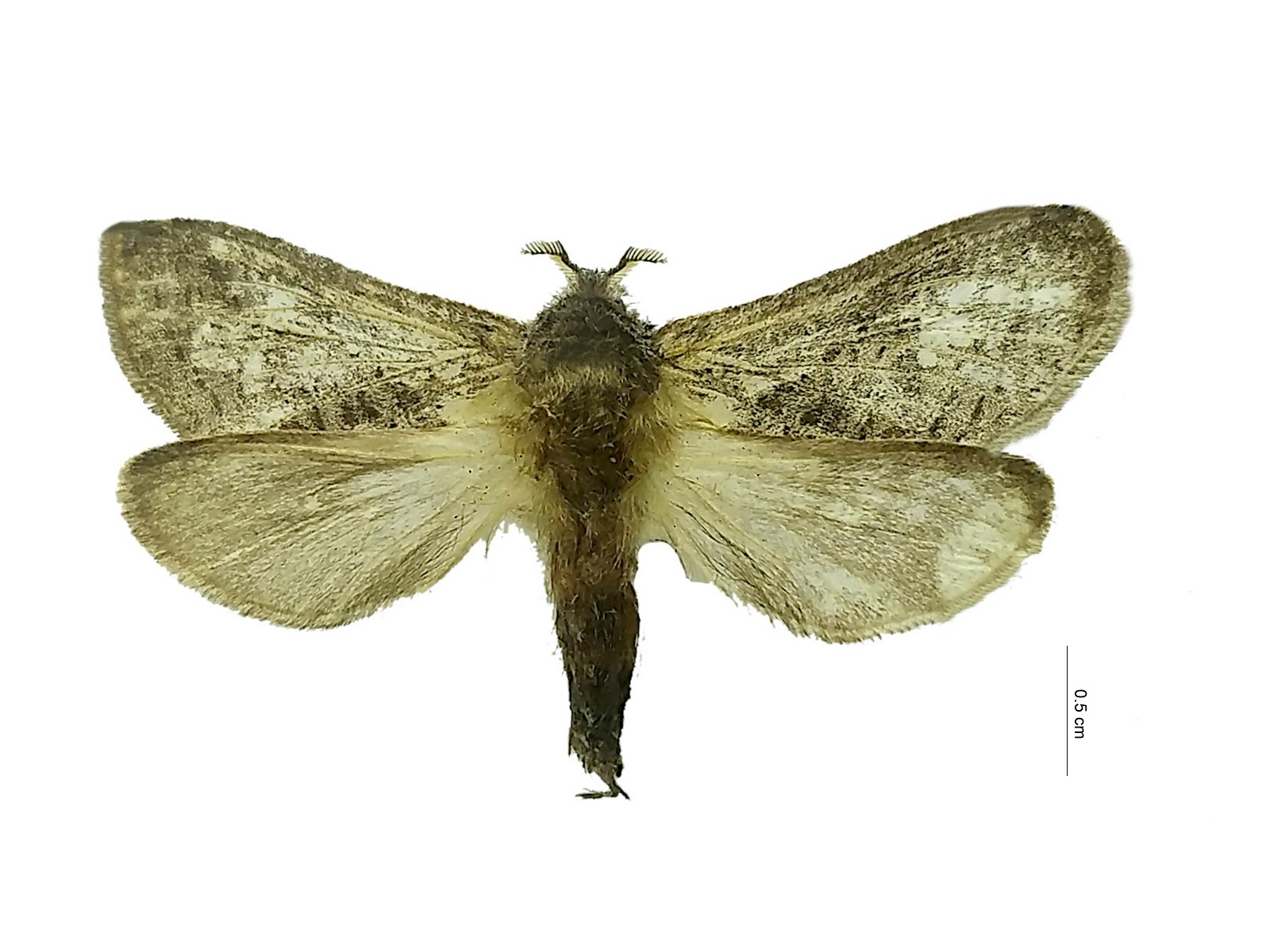 Philoenia spp. 