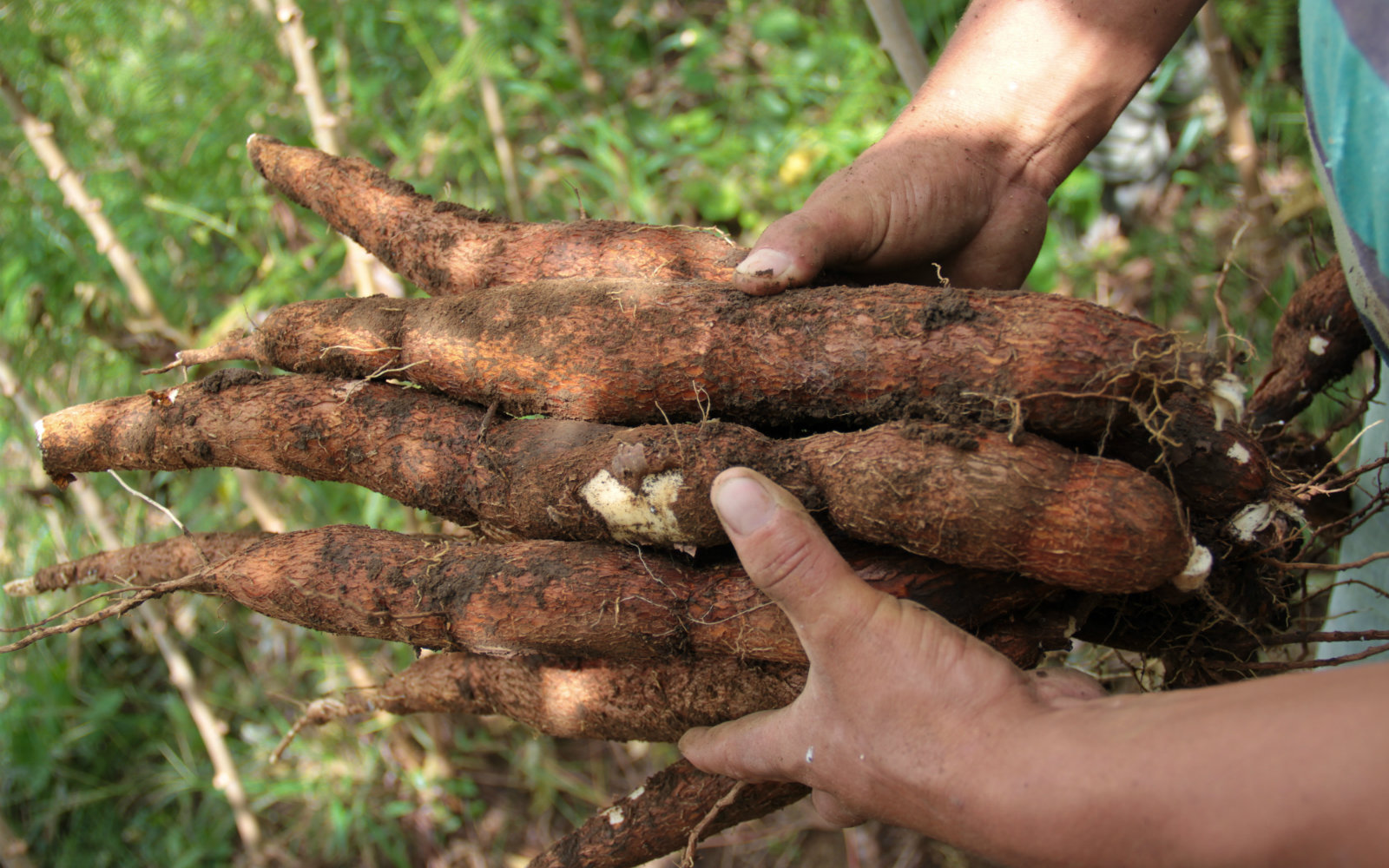 AGROSAVIA busca liberar variedades de yuca para fortalecer agroindustria del país