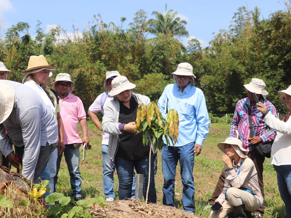 AGROSAVIA Capacitó A Productores De Mango En El Departamento Del Magdalena5 AGROSAVIA