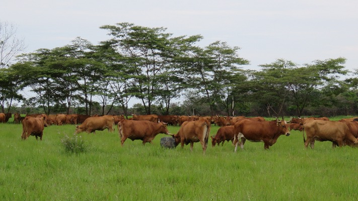 Ganado Agrosavia Carimagua