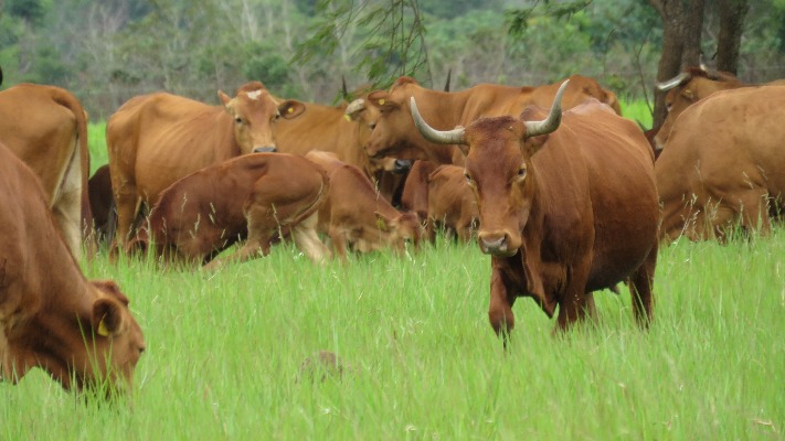 Sanmartinero Carimagua