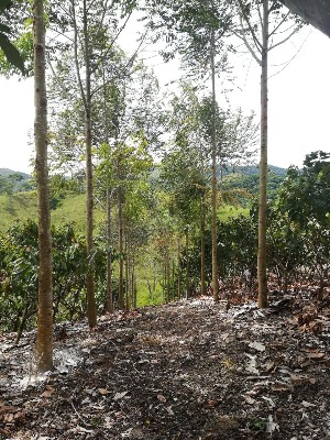 Sistemas Agroforestales En El Nus