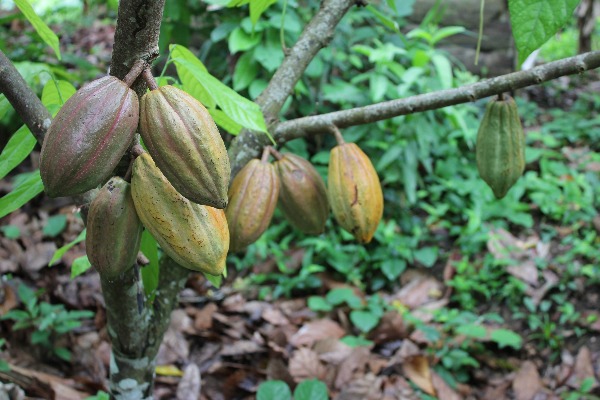 Cacao El Nus