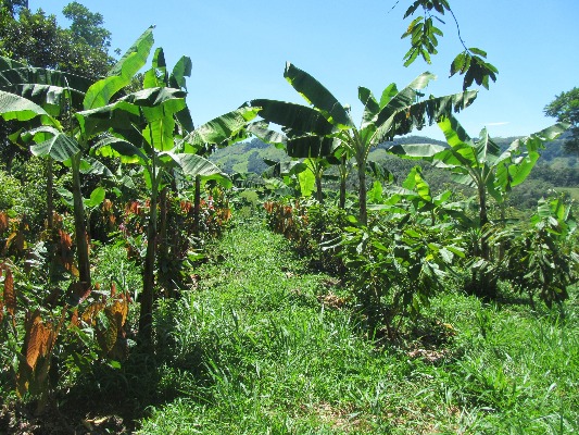 Sistemas Agrofoerstales El Nus