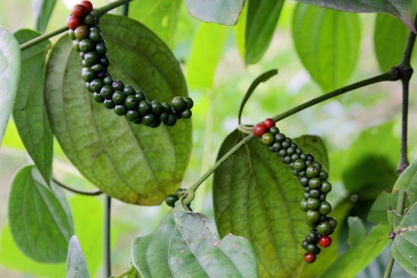 Florencia Cultivo