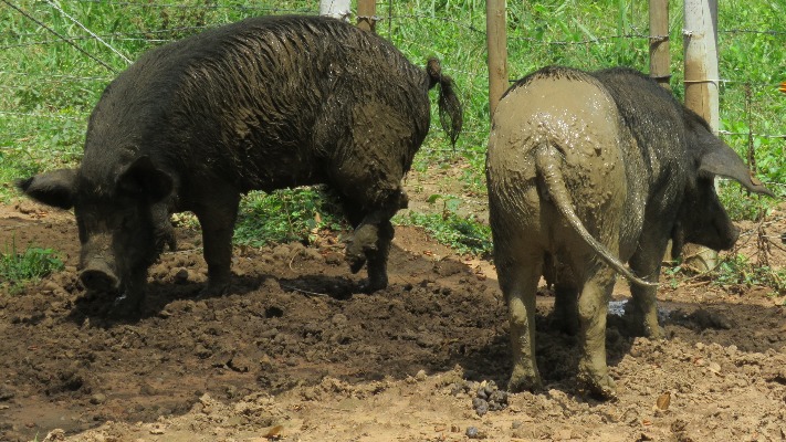 Cerdo La Libertad