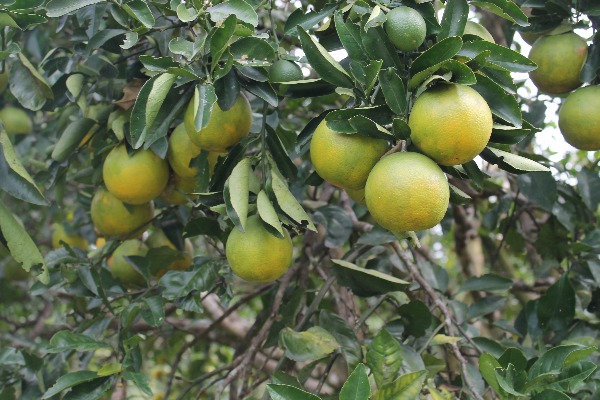 Citricos La Libertad