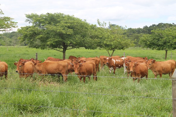 Ganado Agrosavia La Libertad