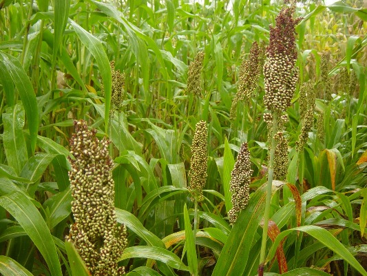 Sorgo La Libertad