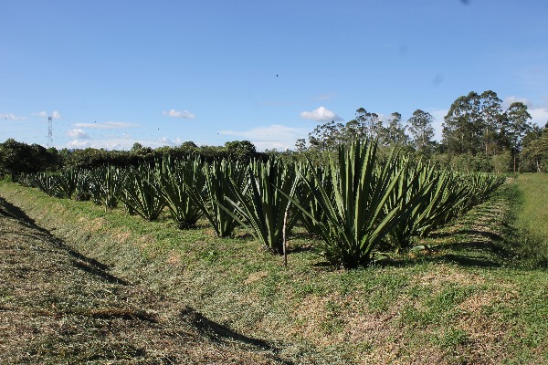 Banco De Germoplasma Fique La Selva