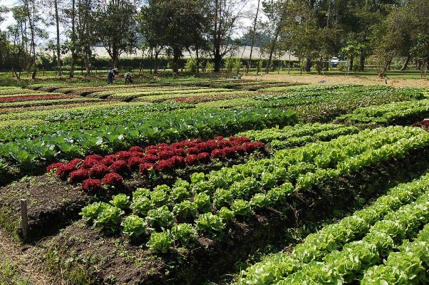 Culivo De Lechugas La Selva