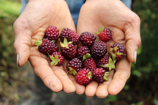 Fruto Mora La Selva