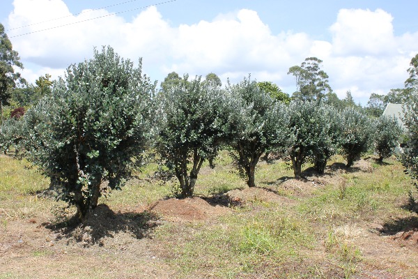 Guayaba Feijoa La Selva