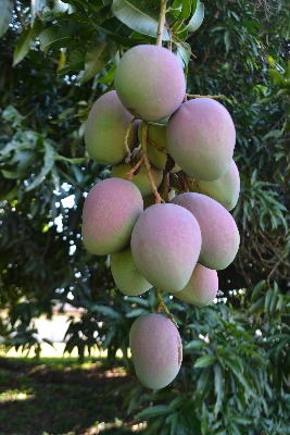 Mango Nataima