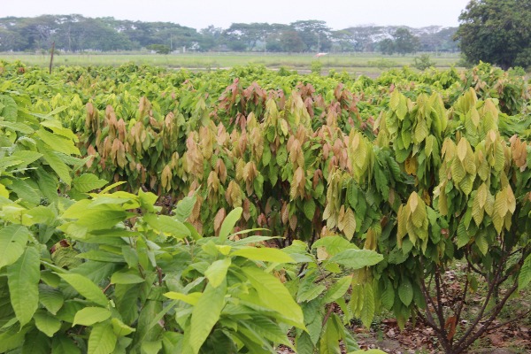 Cacao Libre Exposicion Nataima