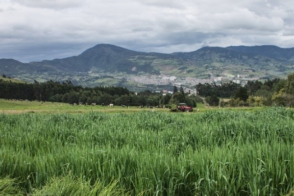 Avena Forrajera Obonuco