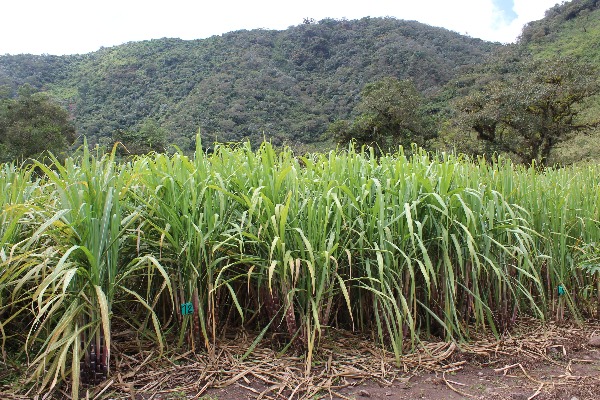 Caña Panelera Obonuco