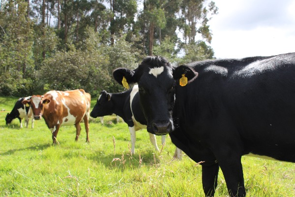 Ganadería De Leche Obonuco