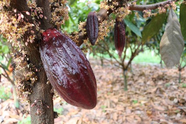 Cacao Palmira