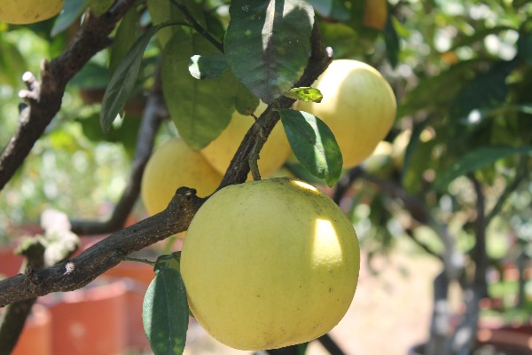 Citricos Palmira