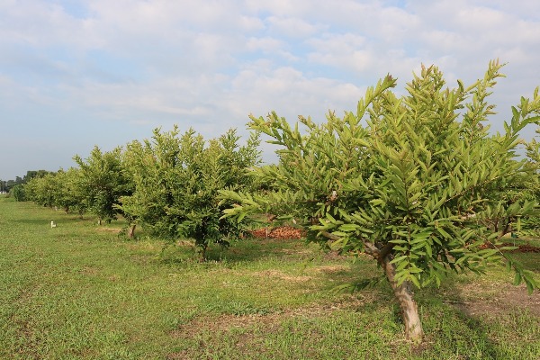 Guayaba Palmira