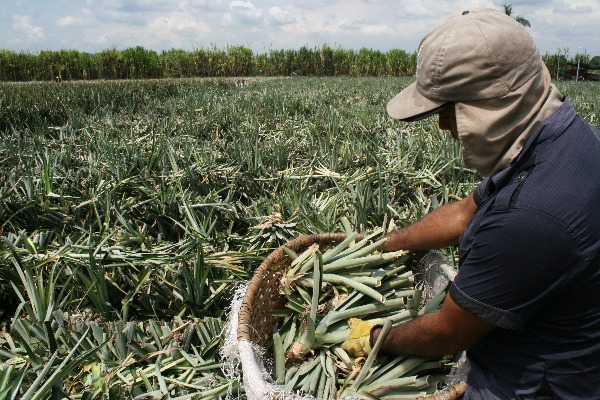 Piña Palmira