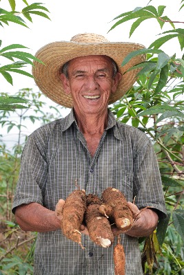 Yuca Palmira