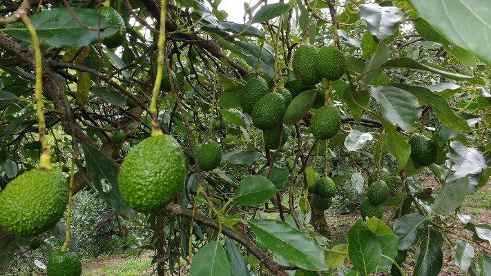 Aguacate Palmira